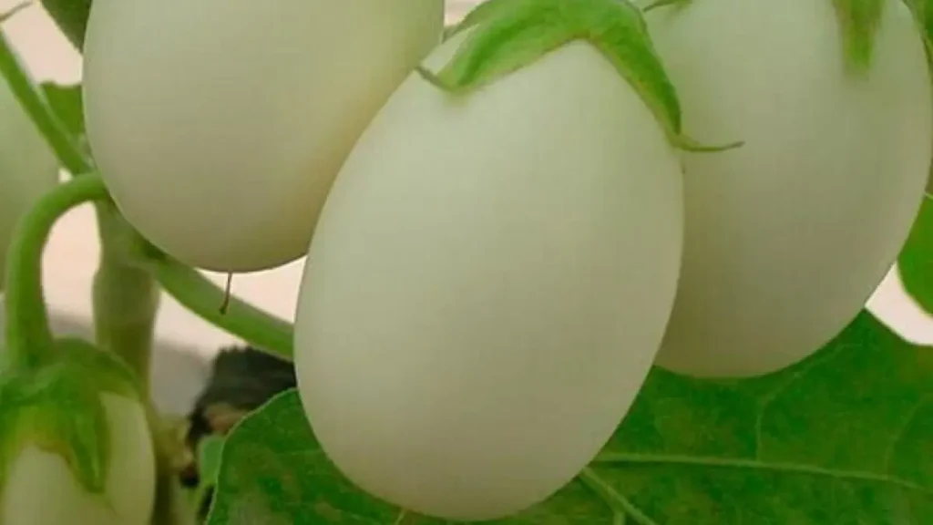 Você Já Viu Essa Planta? Ovo de Galo Intriga Jardineiros Pelo Formato Surpreendente