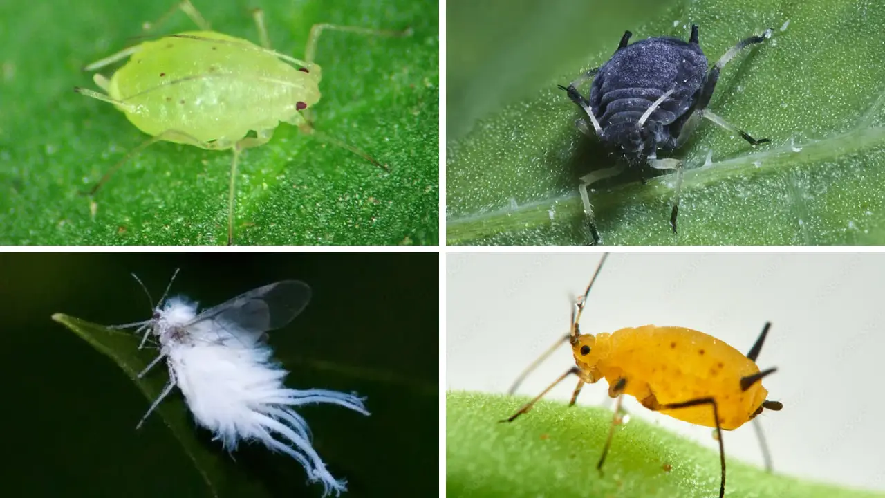 Pulgões: Aprenda Tudo Sobre Esse Inseto