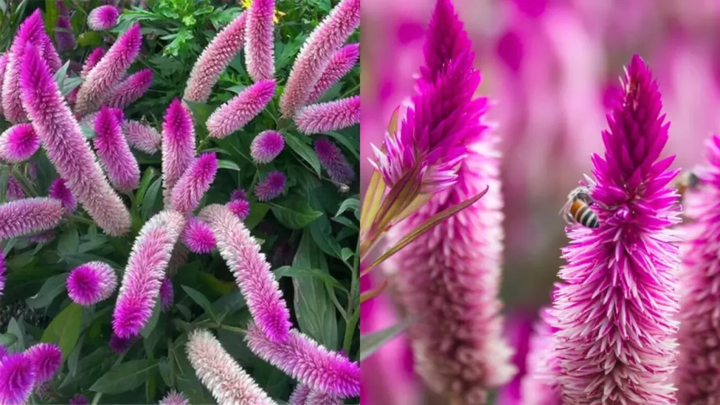 Rabo-De-Gato: Aprenda Tudo Sobre Essa Planta