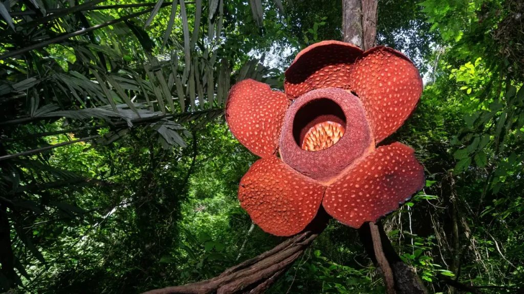 B meta-descrição: A maior flor do mundo impressiona pelo tamanho e pelo cheiro. Descubra onde nasce a Rafflesia arnoldii e por que ela fascina e intriga ao mesmo tempo.