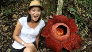 Rafflesia arnoldii