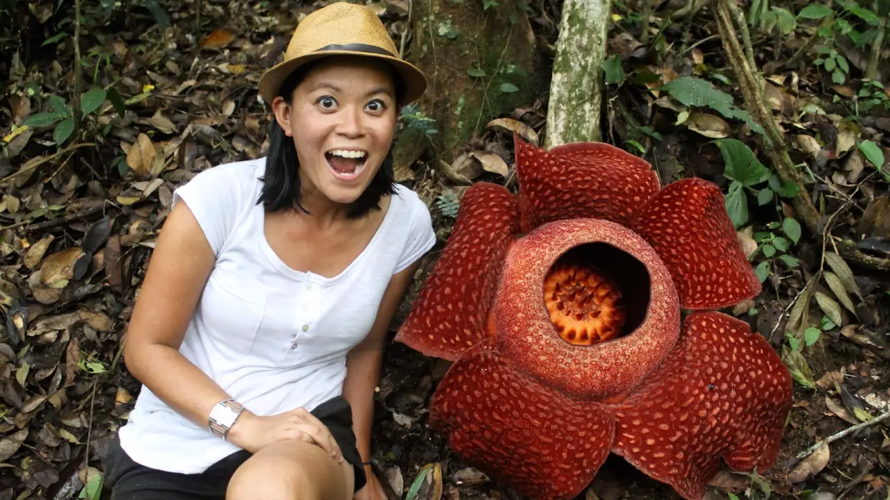 Rafflesia arnoldii