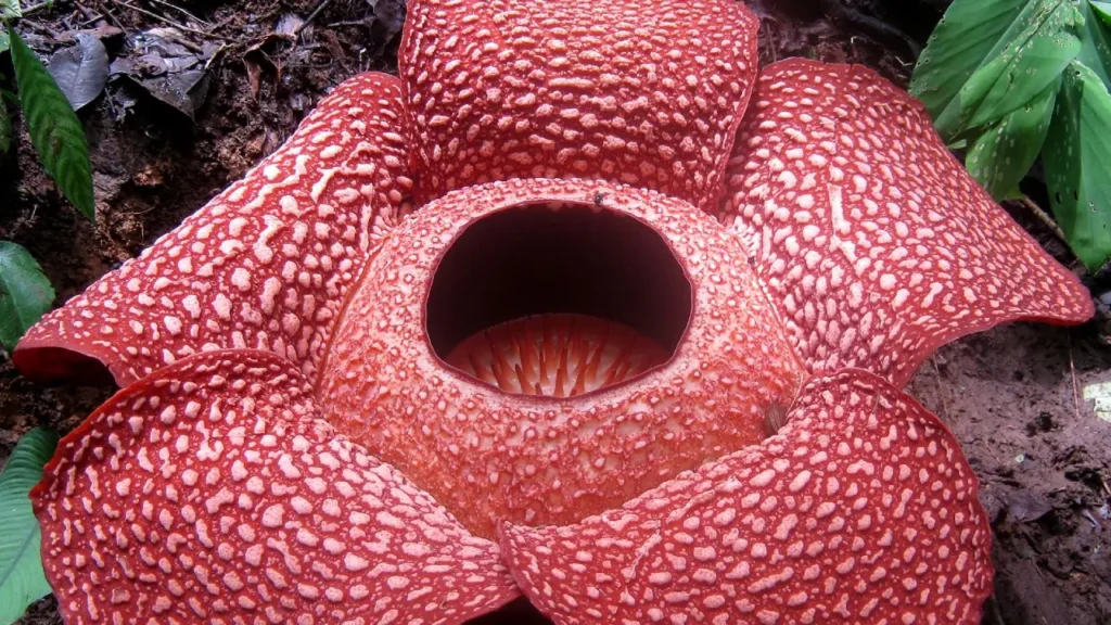 Rafflesia arnoldii