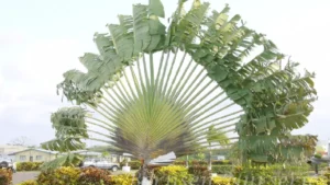 Conhece a Ravenala? Veja 5 motivos para ter essa planta majestosa em seu jardim