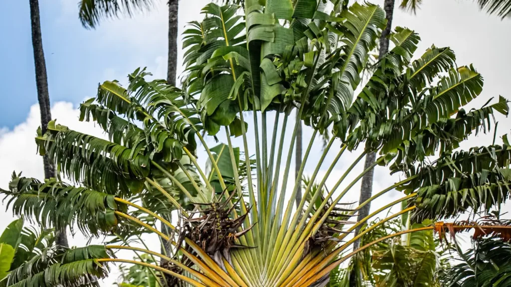 Conhece a Ravenala? Veja 5 motivos para ter essa planta majestosa em seu jardim