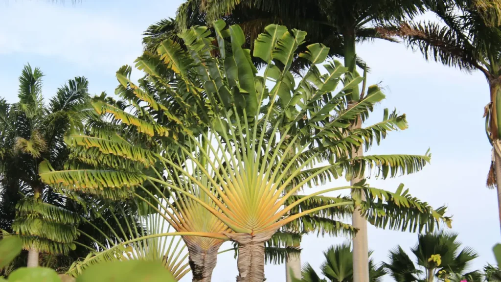 Conhece a Ravenala? Veja 5 motivos para ter essa planta majestosa em seu jardim