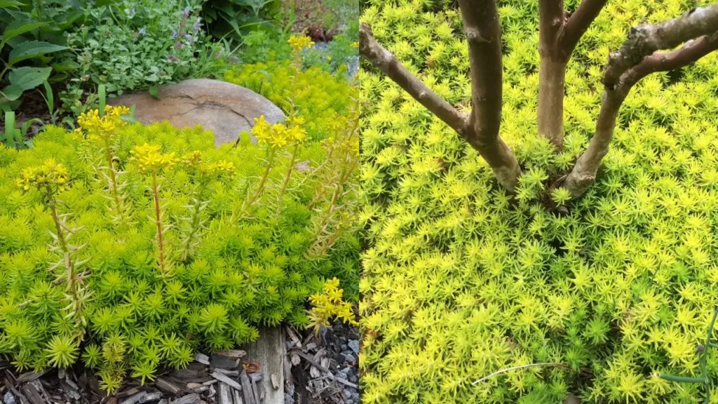 5 Plantas que Combinam com o Cacto‑estrela