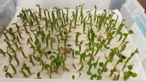 Aprenda Como Plantar Semente de Rosa do Deserto com Papel Toalha