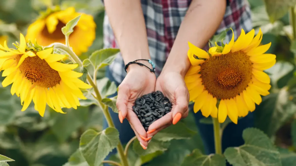 Como Plantar Semente De Girassol e Ver Brotar Sem Dor de Cabeça