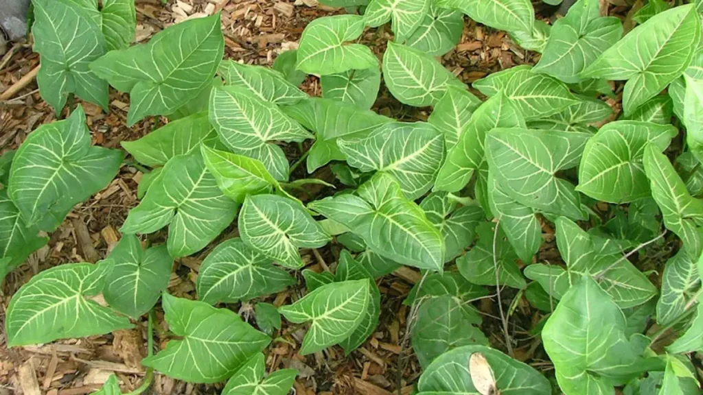 Singônio: Aprenda Tudo Sobre Essa Planta
