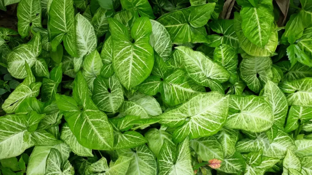 Singônio: Aprenda Tudo Sobre Essa Planta