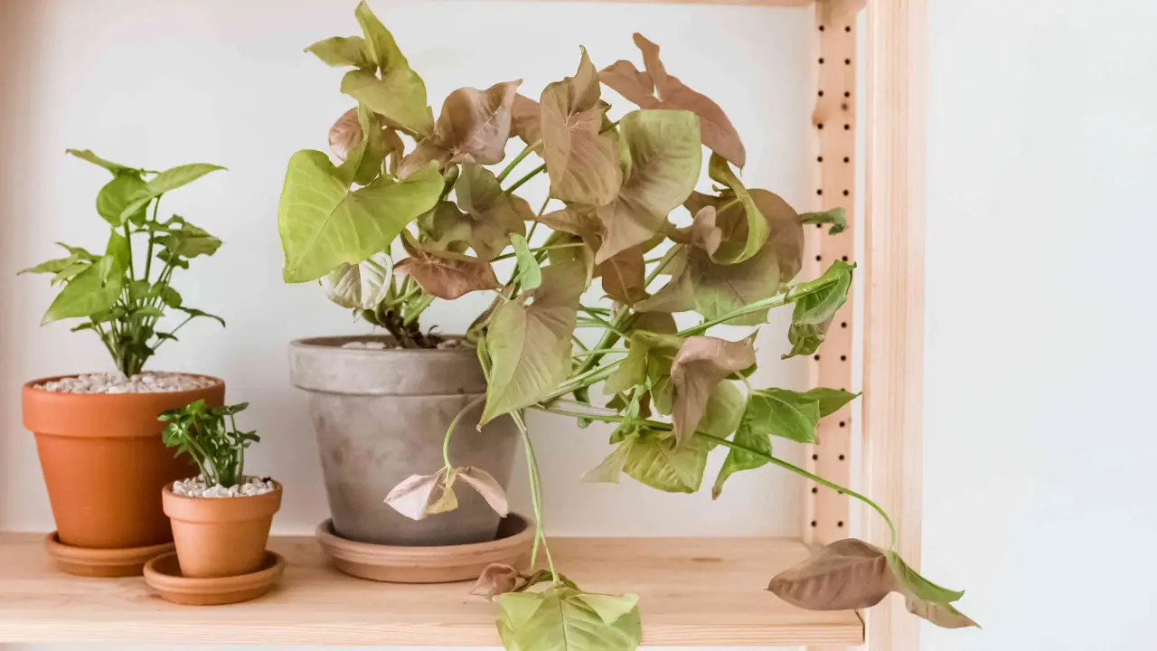 Singônio: Aprenda Tudo Sobre Essa Planta