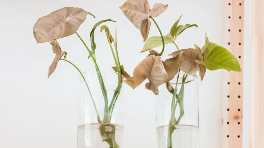 Singônio: Aprenda Tudo Sobre Essa Planta
