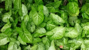 Singônio: Aprenda Tudo Sobre Essa Planta