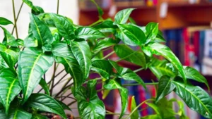 Singônio: Aprenda Tudo Sobre Essa Planta