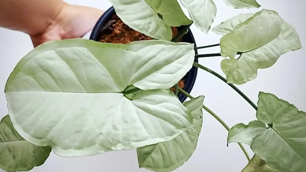 Singônio: Aprenda Tudo Sobre Essa Planta
