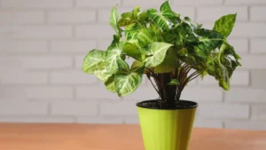 Singônio: Aprenda Tudo Sobre Essa Planta