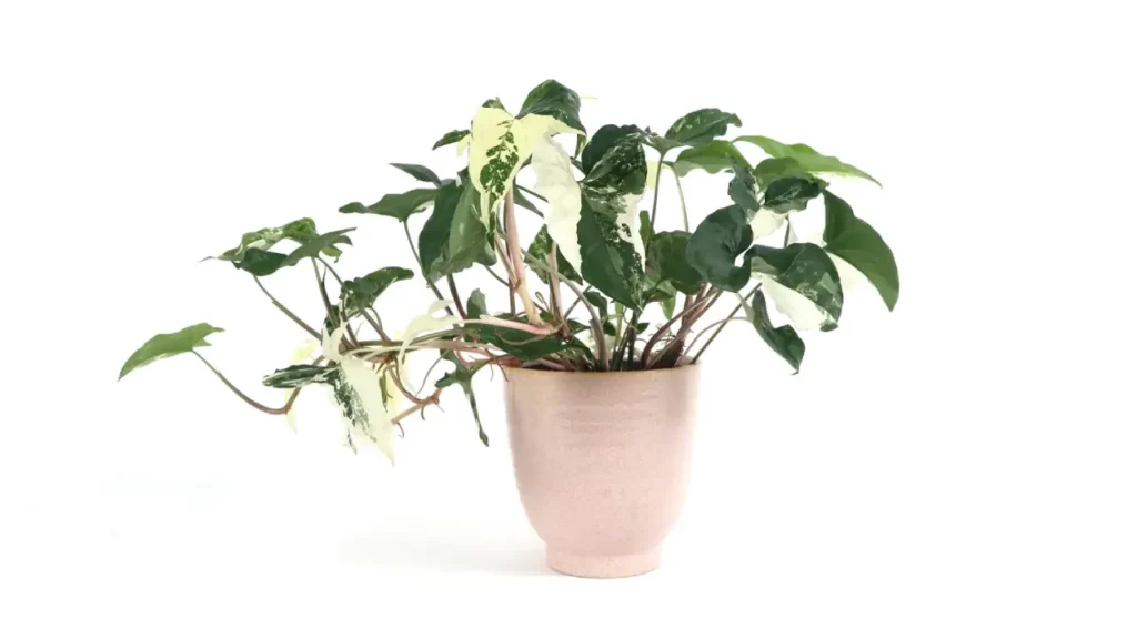 Singônio: Aprenda Tudo Sobre Essa Planta
