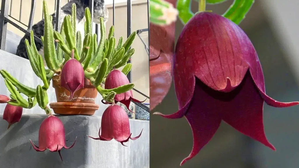 Stapelia leendertziae