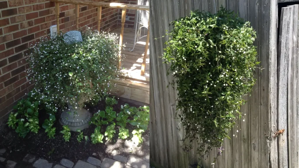 Véu-de-Noiva: Aprenda Tudo Sobre Essa Planta