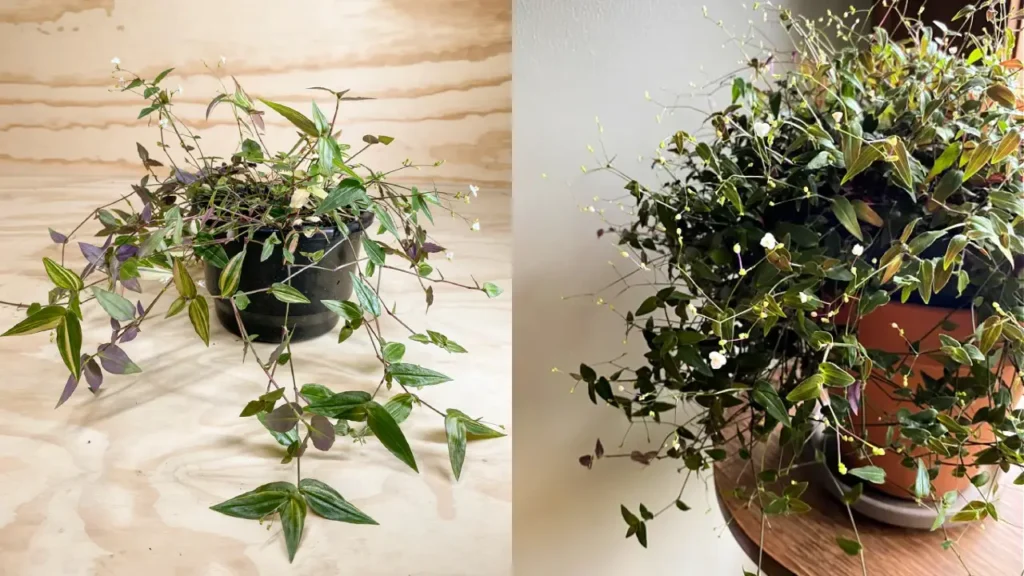 Véu-de-Noiva: Aprenda Tudo Sobre Essa Planta