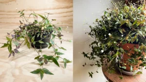 Véu-de-Noiva: Aprenda Tudo Sobre Essa Planta