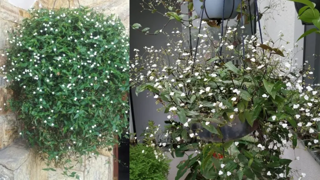 Véu-de-Noiva: Aprenda Tudo Sobre Essa Planta