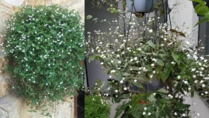 Véu-de-Noiva: Aprenda Tudo Sobre Essa Planta