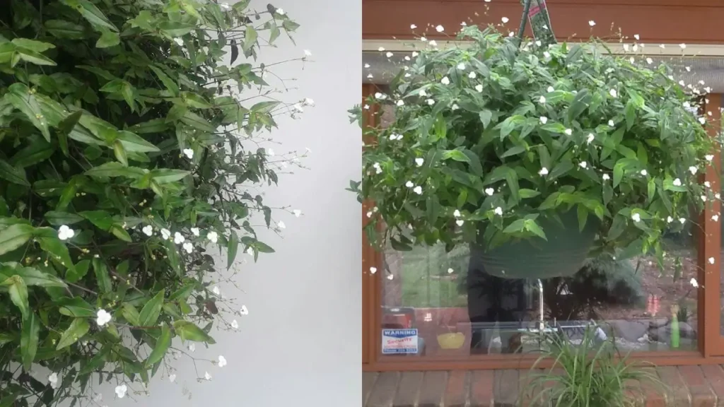 Véu-de-Noiva: Aprenda Tudo Sobre Essa Planta