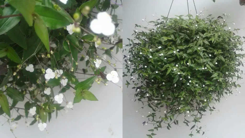 Véu-de-Noiva: Aprenda Tudo Sobre Essa Planta