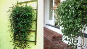 Véu-de-Noiva: Aprenda Tudo Sobre Essa Planta