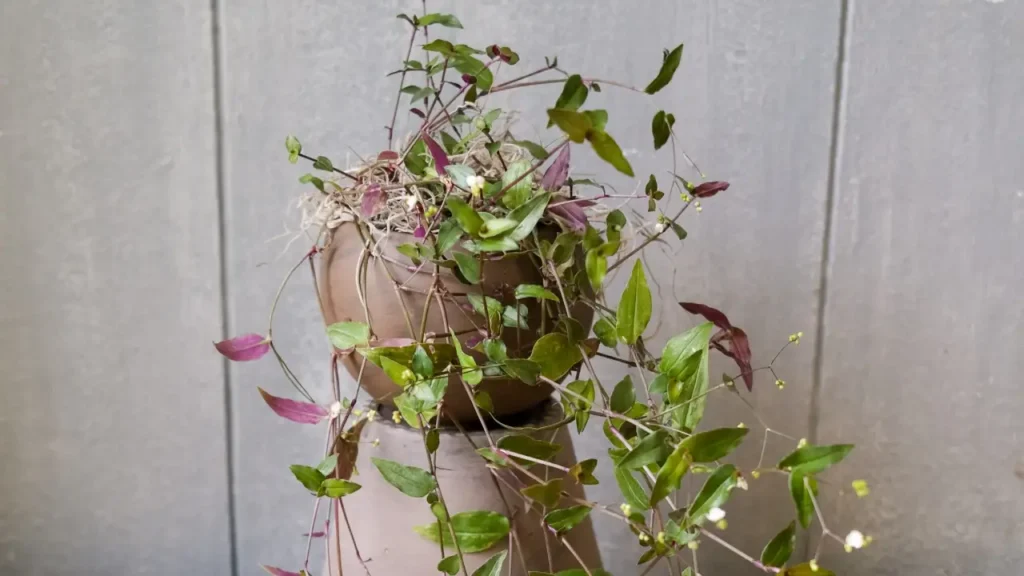 Véu-de-Noiva: Aprenda Tudo Sobre Essa Planta