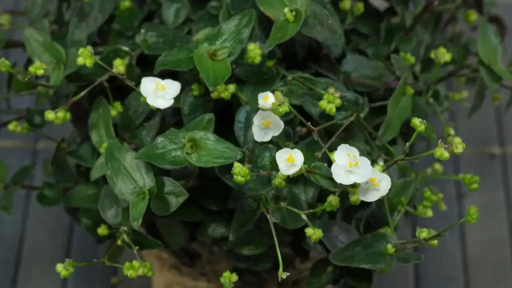 Véu-de-Noiva: Aprenda Tudo Sobre Essa Planta