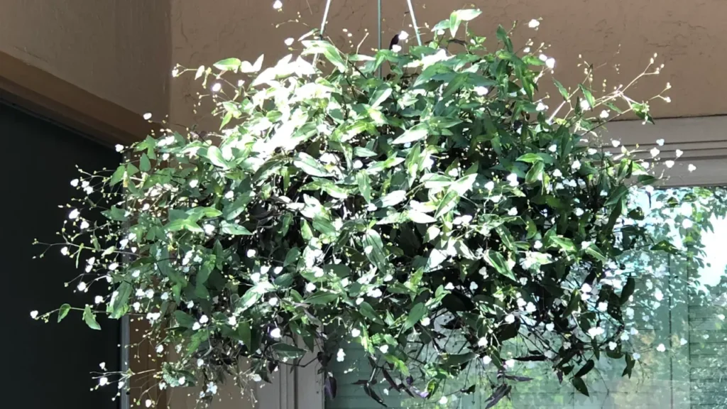 Véu-de-Noiva: Aprenda Tudo Sobre Essa Planta