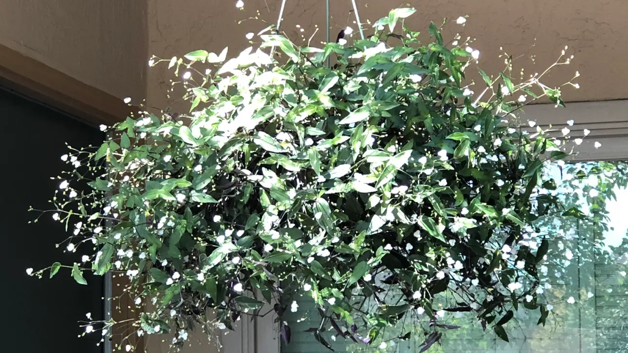 Véu-de-Noiva: Aprenda Tudo Sobre Essa Planta