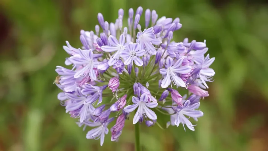 A Flor Africana Que Carrega o Significado do Amor e Elegância nos Jardins Brasileiros
