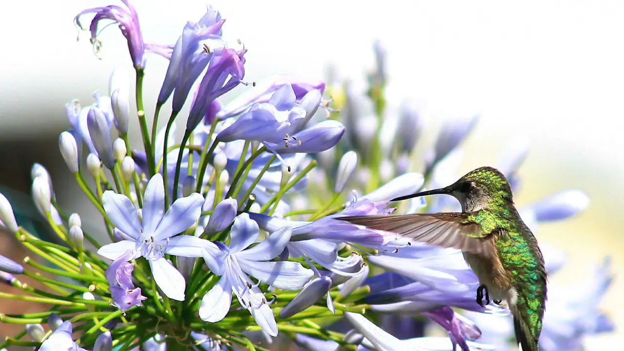 A Flor Africana Que Carrega o Significado do Amor e Elegância nos Jardins Brasileiros