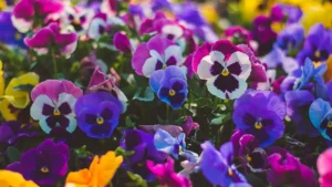 Conheça a flor que simboliza amor eterno e traz beleza aos jardins