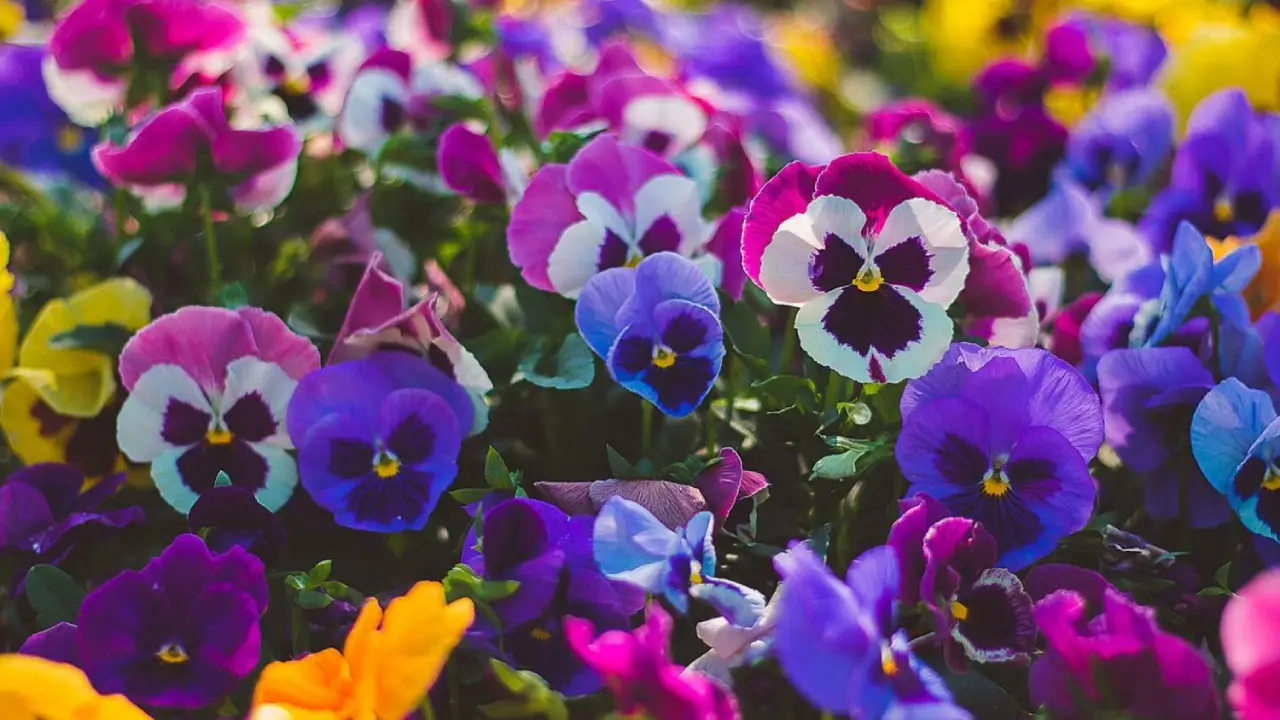 Conheça a flor que simboliza amor eterno e traz beleza aos jardins