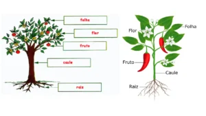 As partes das plantas e suas funções: entenda o que cada parte faz pela planta