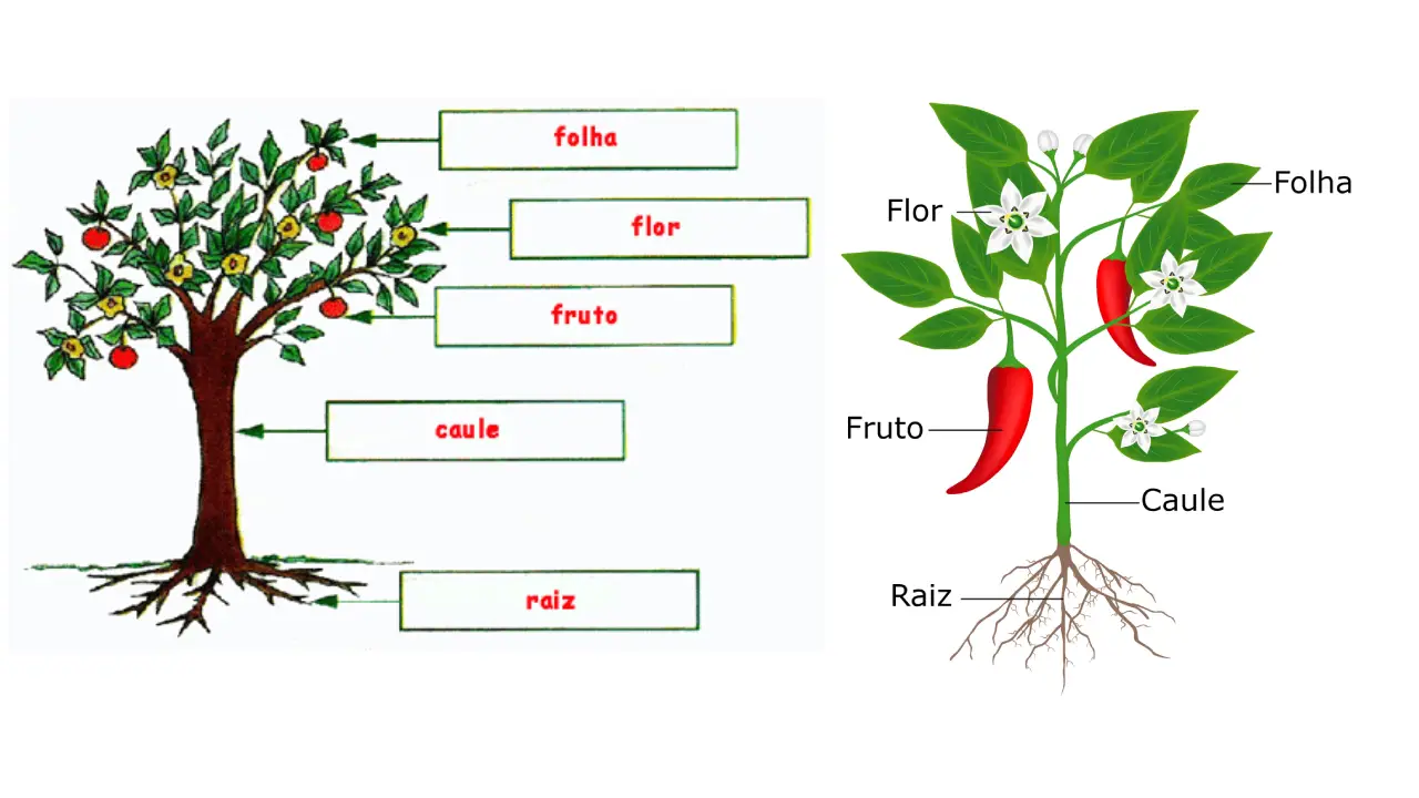 As partes das plantas e suas funções: entenda o que cada parte faz pela planta