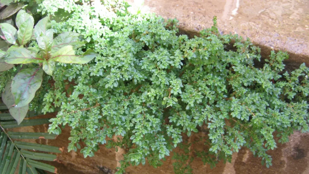 Planta Nativa Se Torna a Alternativa Mais Prática Para Cobrir o Solo Gastando Muito Pouco