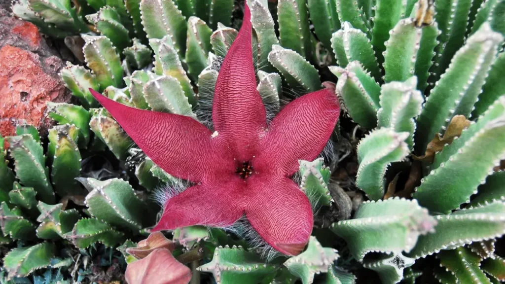 Cacto estrela: Aprenda Tudo Sobre Essa Planta
