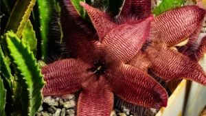 cactos estrela do mar