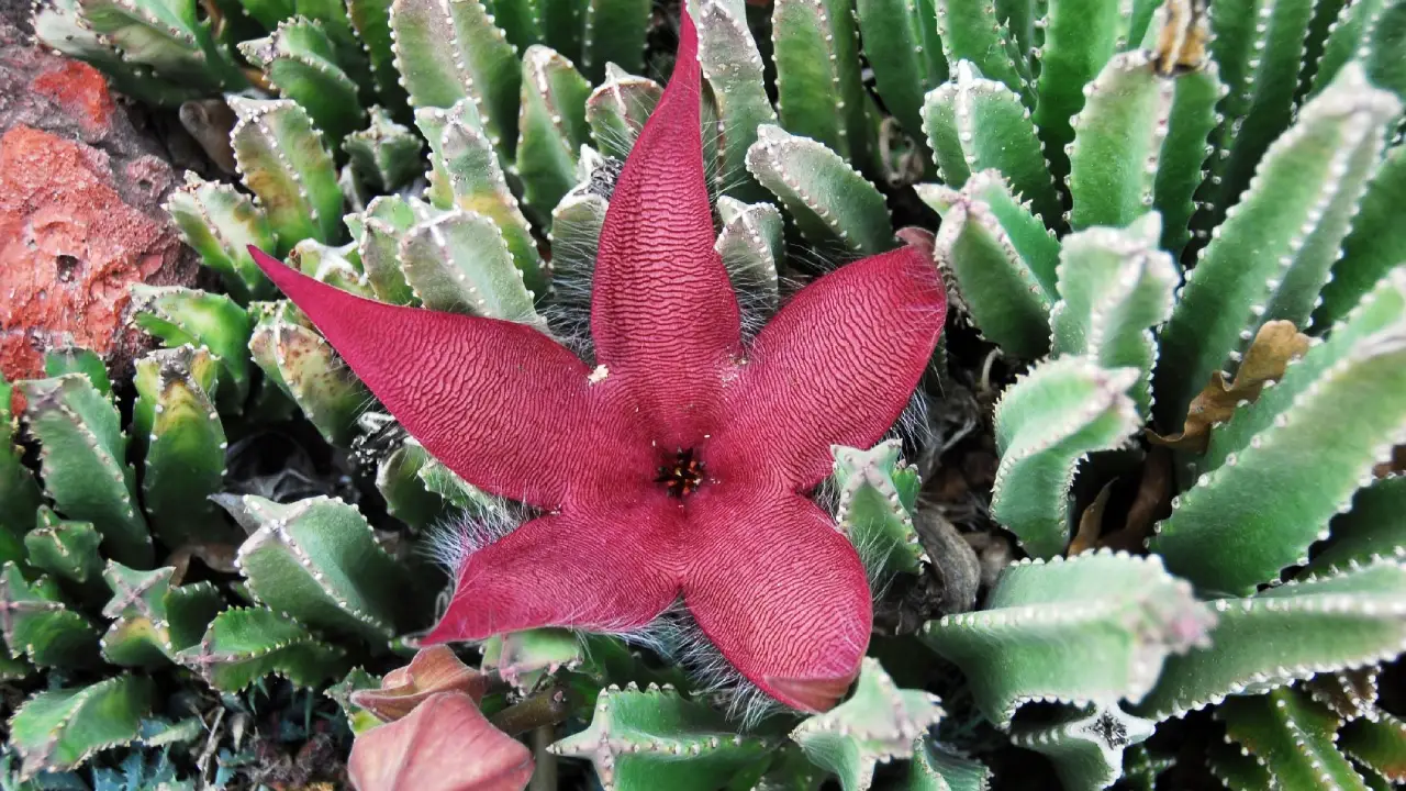 Cacto estrela: Aprenda Tudo Sobre Essa Planta