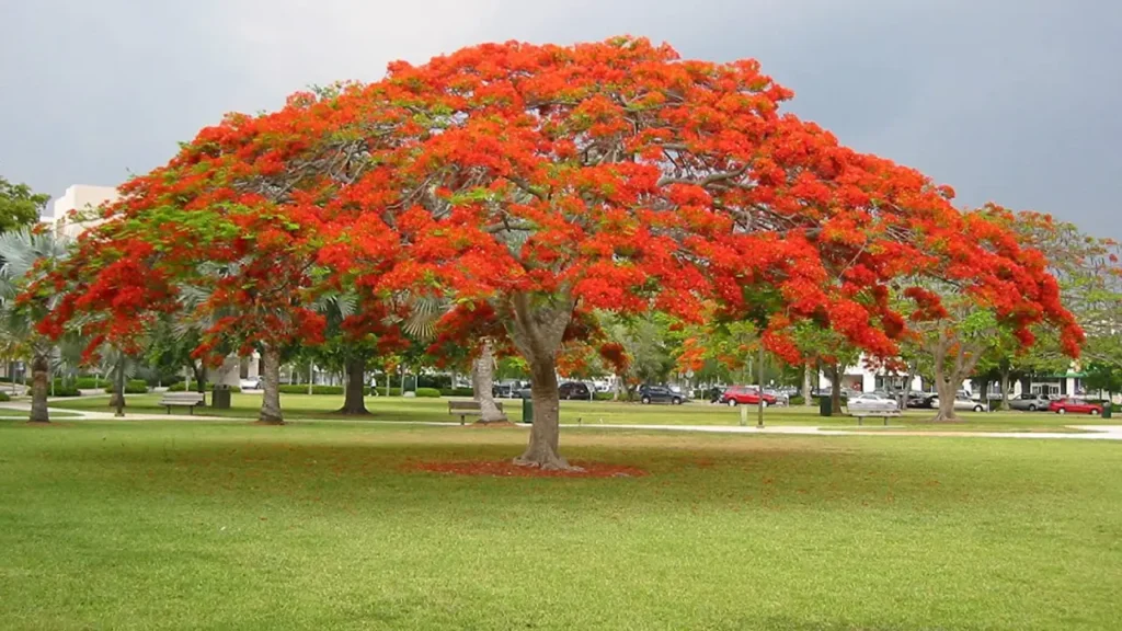 Árvore tropical chama atenção com florada intensa em cidades brasileiras