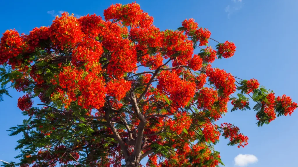 Árvore tropical chama atenção com florada intensa em cidades brasileiras