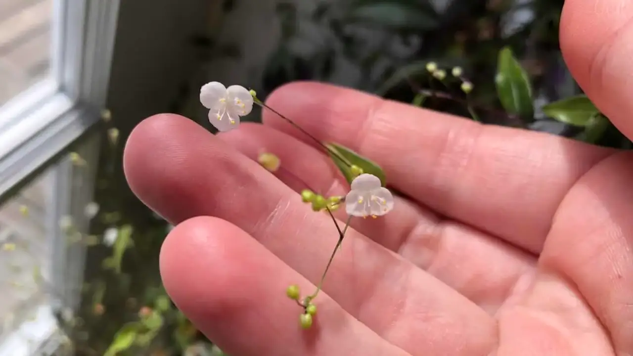 Véu-de-Noiva: Aprenda Tudo Sobre Essa Planta