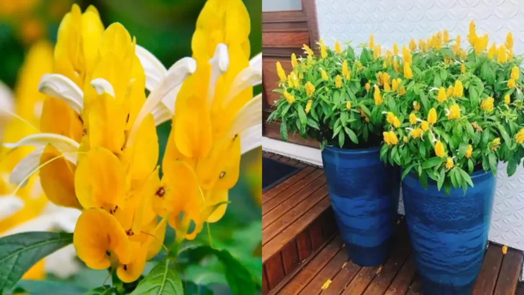 flor camarão amarelo