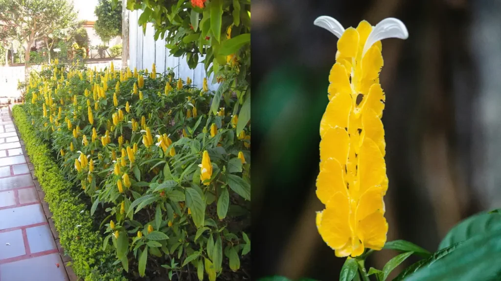 flor camarão amarelo